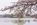 Beautiful spring view of the Thomas Jefferson Memorial reflecting off the surface of the Tidal Basin partially obscured by the Yoshino cherry blossom in peak bloom, West Potomac Park, Washington DC