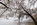 Spring view looking across the Potomac River Tidal Basin in freezing fog with the Yoshino cherry blossoms in peak bloom 