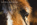 Welsh Mountain pony close-up portrait