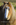Welsh Mountain pony portrait