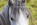 Welsh Mountain pony portrait
