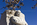 Spring scene of the Dr. King Statue, Martin Luther King, Jr. Memorial, National Mall, Washington DC