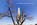 Unusual view of the Egyptian-like obelisk, the Washington Monument obscured by a survivng tree on the Mall, Washington DC