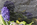 Names of the fallen soldiers of the Vietnam conflict etched upon the black granite wall of the Vietnam Veterans Memorial with a flower left behind at the foot of the memorial in memory
