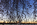 Unique sunrise spring scene from the Tidal Basin, featuring the Roman Pantheon styled Jefferson Memorial and Yoshino cherry blossoms, National Mall, Washignton DC