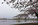 Spring scene in low-light conditions from the banks of the Tidal Basin featuring the cherry blossoms in peak bloom and the Thomas Jefferson Memorial in the distance, West Potomac Park, Washington DC