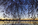 One of the spring scenes of the Tidal Basin, featuring the Thomas Jefferson Memorial and cherry blossoms at dawn, National Mall, Washington DC