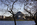 One of the sights of Washington DC, featuring an autumn scene from the Tidal Basin including the Roman Pantheon styled Thomas Jefferson Memorial