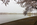 An early morning foggy spring scene from the Tidal Basin featurng blossoming cherry blossoms and the Roman Pantheon styled Jefferson Memorial, West Potomac Park, Washington DC