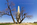 Unique view of America's national monument and symbol featuring a set of trees on the Mall, District of Columbia
