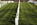 One of the scenes of Arlington National Cemetery, featuring rows and rows of simple marble headstones lining and filling the gently sloping land of the military cemetery in Virginia