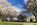 Beautiful spring scene from the perimeter of the Memorial Ampthitheater, featuring blossoming trees and the elliptical marble exterior of the outdoor amphitheater at Arlington National Cemetery, Virginia