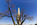 Unusual view of the Egyptian-like obelisk, the Washington Monument obscured by a survivng tree on the Mall, Washington DC