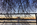 One of the views of the Tidal Basin, featuring the Pantheon styled Thomas Jefferson Memorial and Yoshino cherry blossoms at daybreak