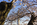 A Yoshino cherry blossom scene from the Tidal Basin, featuring America's national monument, Washington DC