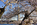 One of the scenes of the Tidal Basin, featuring the famed cherry blossoms and the Washington Monument, National Mall, Washington DC
