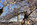 A stunning cherry blossom scene from the Tidal Basin, featuring America's national monument, National Mall, Washington DC